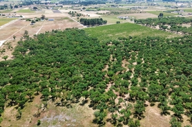 Terreno R�stico - Poceir�o, Palmela, Set�bal - Miniatura: 8/13