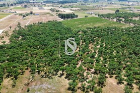 Terreno Rstico T0 - Poceiro, Palmela, Setbal - Miniatura: 13/13