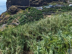Terreno Rstico T0 - Tabua, Ribeira Brava, Ilha da Madeira - Miniatura: 17/28
