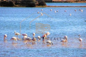 Terreno R�stico T0 - Mexilhoeira da Carrega��o, Lagoa (Algarve), Faro (Algarve) - Miniatura: 5/7