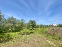 Terreno R�stico - Pernes, Santar�m, Santar�m - Miniatura: 4/15