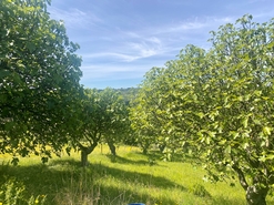 Terreno R�stico - Pernes, Santar�m, Santar�m - Miniatura: 9/15