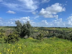 Terreno R�stico - Abitureiras, Santar�m, Santar�m - Miniatura: 5/6