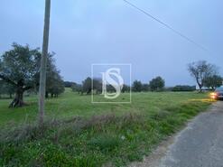 Terreno R�stico - Cas�vel, Santar�m, Santar�m - Miniatura: 4/4