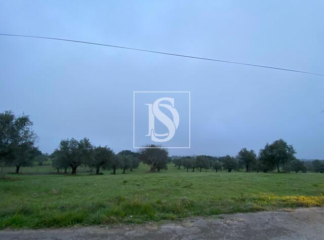 Terreno R�stico - Cas�vel, Santar�m, Santar�m - Imagem grande