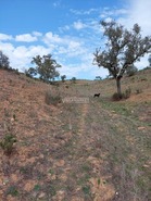 Terreno Rstico T0 - Ourique, Ourique, Beja - Miniatura: 7/11