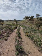 Terreno Rstico T0 - Ourique, Ourique, Beja - Miniatura: 10/11