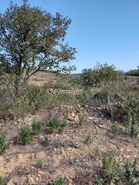 Terreno Rstico T0 - Ourique, Ourique, Beja - Miniatura: 11/11