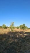 Terreno R�stico T0 - Ferreira do Alentejo, Ferreira do Alentejo, Beja - Miniatura: 2/5