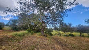 Ruina T0 - Quelfes, Olho, Faro (Algarve) - Miniatura: 19/26