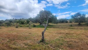 Ruina T0 - Quelfes, Olho, Faro (Algarve) - Miniatura: 23/26