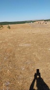 Terreno Rstico T0 - Aljustrel, Aljustrel, Beja - Miniatura: 1/15