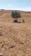 Terreno Rstico T0 - Aljustrel, Aljustrel, Beja - Miniatura: 6/15