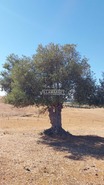 Terreno Rstico T0 - Aljustrel, Aljustrel, Beja - Miniatura: 12/15