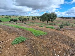 Quinta T3 - Serpa, Serpa, Beja - Miniatura: 43/57