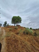 Terreno Rstico T0 - Amieira, Portel, vora - Miniatura: 2/23