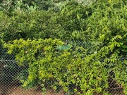 Terreno Rstico - Cmara de Lobos, Cmara de Lobos, Ilha da Madeira - Miniatura: 1/9