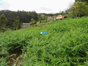 Terreno Rstico - Santo Antnio da Serra, Machico, Ilha da Madeira - Miniatura: 3/9
