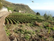 Terreno Rstico - Calheta (Madeira), Calheta (Madeira), Ilha da Madeira - Miniatura: 6/9