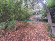 Terreno R�stico - Santa Luzia, Funchal, Ilha da Madeira - Miniatura: 1/9