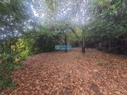 Terreno R�stico - Santa Luzia, Funchal, Ilha da Madeira - Miniatura: 4/9