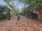 Terreno R�stico - Santa Luzia, Funchal, Ilha da Madeira - Miniatura: 5/9
