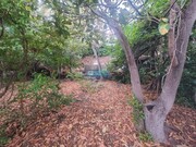 Terreno R�stico - Santa Luzia, Funchal, Ilha da Madeira - Miniatura: 7/9