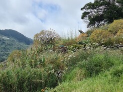 Terreno Rústico - Tabua, Ribeira Brava, Ilha da Madeira
