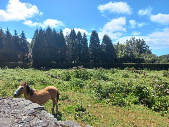 Quinta T3 - Santo Antnio da Serra, Santa Cruz, Ilha da Madeira - Imagem grande