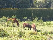 Quinta T3 - Santo Antnio da Serra, Santa Cruz, Ilha da Madeira - Miniatura: 5/5