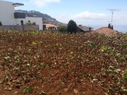 Terreno Rstico - Santa Maria Maior, Funchal, Ilha da Madeira - Miniatura: 1/4