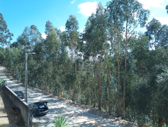 Terreno R�stico T0 - Souselo, Cinf�es, Viseu - Miniatura: 23/24
