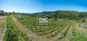 Terreno Rstico T0 - Gove, Baio, Porto - Miniatura: 17/21