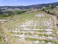 Terreno Rstico T0 - Gove, Baio, Porto - Miniatura: 19/21