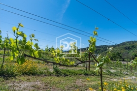 Terreno Rstico T0 - Gove, Baio, Porto - Miniatura: 21/21