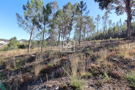 Terreno Rstico T0 - Sobreira, Paredes, Porto - Miniatura: 6/7