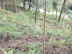 Terreno R�stico T0 - Fontoura, Valen�a, Viana do Castelo - Miniatura: 6/7