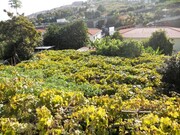 Terreno Urbano - Santo Antnio, Funchal, Ilha da Madeira - Miniatura: 1/5