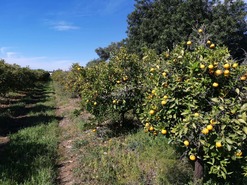 Moradia T4 - Boliqueime, Loul, Faro (Algarve) - Miniatura: 41/46