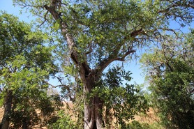 Terreno R�stico T0 - Alcantarilha, Silves, Faro (Algarve) - Miniatura: 1/17