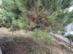 Terreno R�stico - S�o Vicente, Braga, Braga - Miniatura: 25/27