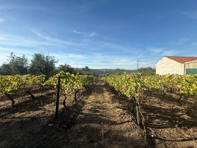 Terreno Urbano T0 - Silgueiros, Viseu, Viseu - Imagem grande