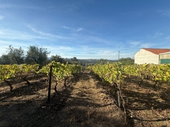 Terreno Urbano T0 - Silgueiros, Viseu, Viseu