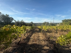 Terreno Urbano T0 - Silgueiros, Viseu, Viseu - Miniatura: 2/11