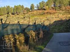 Terreno R�stico T0 - Castelo, Moimenta da Beira, Viseu - Miniatura: 2/24
