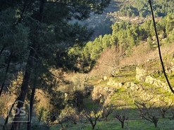Terreno R�stico T0 - Castelo, Moimenta da Beira, Viseu - Miniatura: 9/24