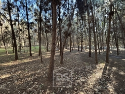 Terreno Rústico T0 - Mundão, Viseu, Viseu - Miniatura: 19/23