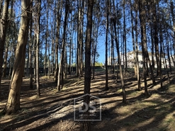 Terreno Rústico T0 - Mundão, Viseu, Viseu - Miniatura: 21/23