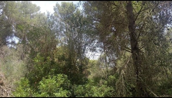 Terreno R�stico T0 - Moledo, Castro Daire, Viseu - Imagem grande