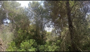 Terreno R�stico T0 - Moledo, Castro Daire, Viseu